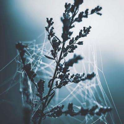 网易铁血王师手游下载
